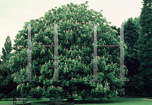 Picture of Aesculus indica 