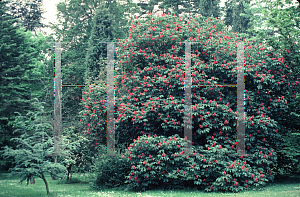 Picture of Aesculus x carnea 'Briotii'