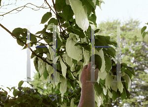 Picture of Davidia involucrata 