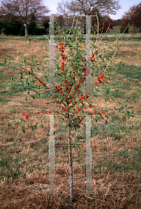 Picture of Ilex decidua 'Miller City'