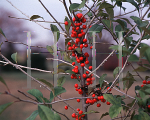 Picture of Ilex decidua 'Miller City'