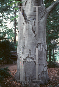 Picture of Fagus grandifolia 