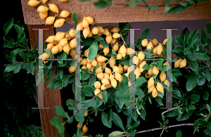 Picture of Duranta erecta 