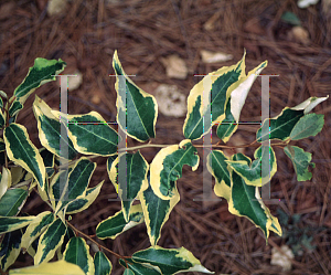 Picture of Elaeagnus pungens 'Yellow Edge Variegated'