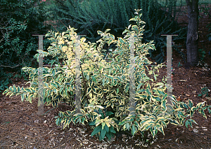 Picture of Elaeagnus pungens 'Yellow Edge Variegated'