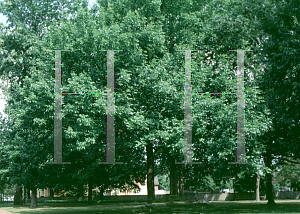 Picture of Fraxinus americana 