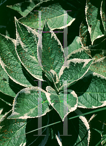 Picture of Hydrangea macrophylla var. normalia 