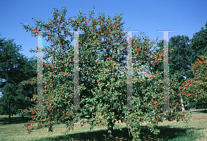 Picture of Ilex decidua 'Sundance'