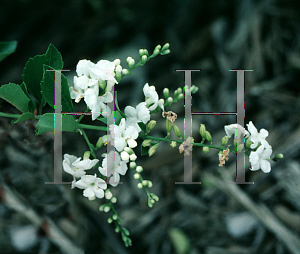 Picture of Duranta erecta 