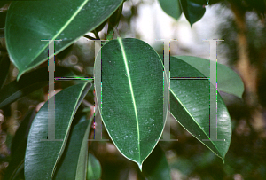 Picture of Ficus elastica 