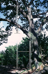 Picture of Elaeocarpus persicaefolius '~Species'
