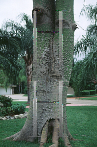 Picture of Ceiba speciosa 