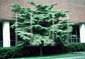 Picture of Cornus kousa 