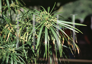 Picture of Cyperus alternifolius 