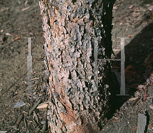 Picture of Cercis canadensis 