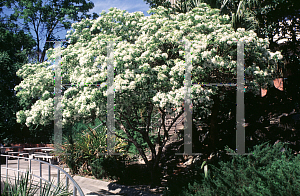 Picture of Chionanthus retusus 