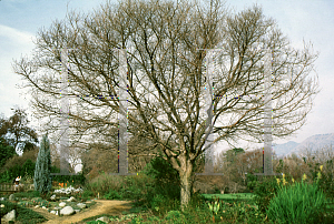 Picture of Chionanthus retusus 