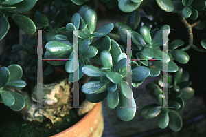 Picture of Crassula ovata 