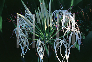 Picture of Crinum spp. 