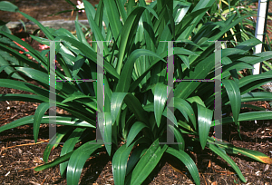 Picture of Crinum americanum 