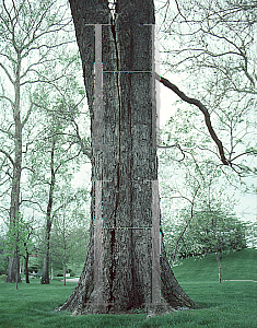 Picture of Celtis occidentalis 