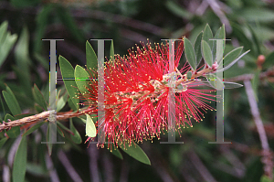 Picture of Callistemon citrinus 