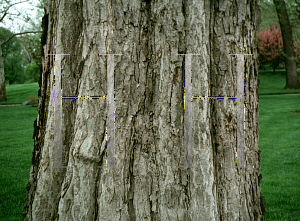 Picture of Celtis occidentalis 