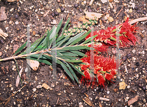 Picture of Callistemon citrinus 'Hannah Ray'