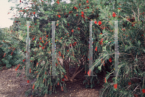 Picture of Callistemon citrinus 'Hannah Ray'