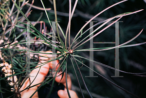 Picture of Callistemon linearis 