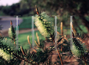 Picture of Callistemon pachyphyllus 