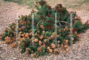 Picture of Callistemon montanus 