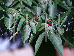 Picture of Celtis occidentalis 