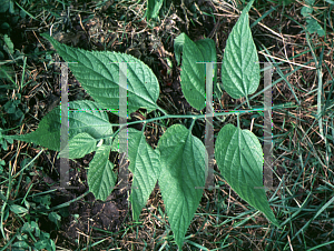 Picture of Celtis occidentalis 