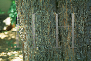 Picture of Celtis reticulata 