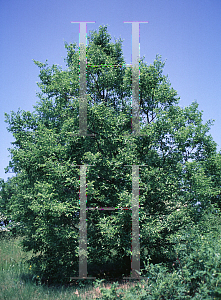 Picture of Celtis reticulata 