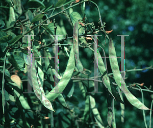 Picture of Bauhinia spp. 