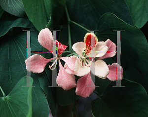 Picture of Bauhinia spp. 