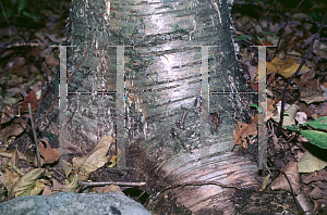 Picture of Betula lenta 