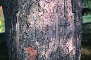 Picture of Betula lenta 