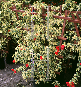 Picture of Bougainvillea spp. 