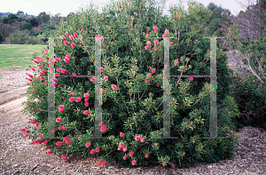 Picture of Callistemon salignus 'Perth Pink'