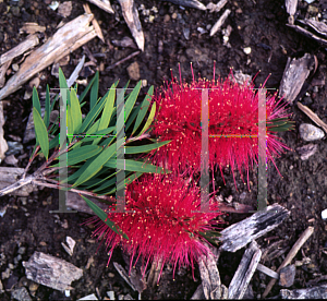 Picture of Callistemon salignus 'Perth Pink'