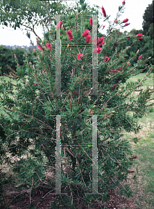 Picture of Callistemon salignus 'Perth Pink'