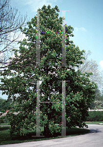 Picture of Aesculus flava 
