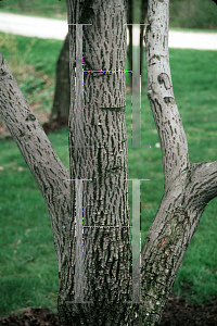 Picture of Amelanchier canadensis 