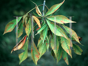 Picture of Aesculus glabra 'Sargentii'