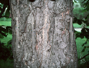 Picture of Aesculus hippocastanum 