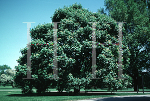 Picture of Aesculus glabra 'Monticola'