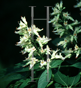 Picture of Aesculus glabra 'Monticola'